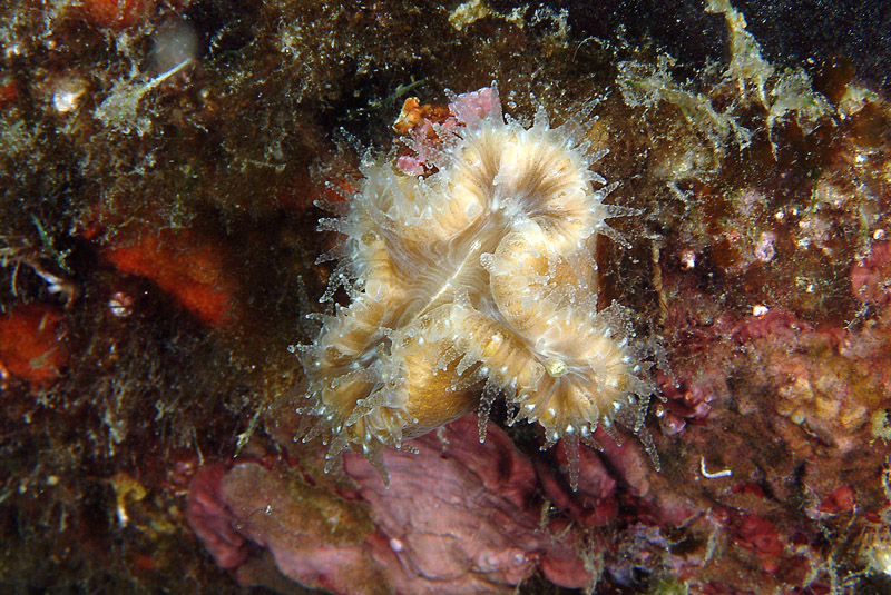 Balanophyllia europaea